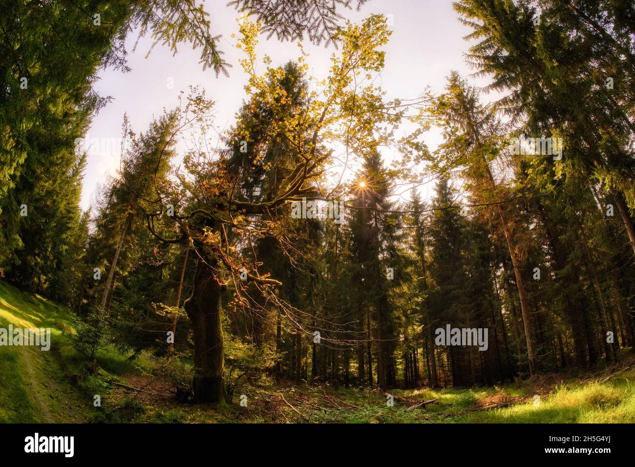 Beautiful forest in autumn Stock Photo - Alamy