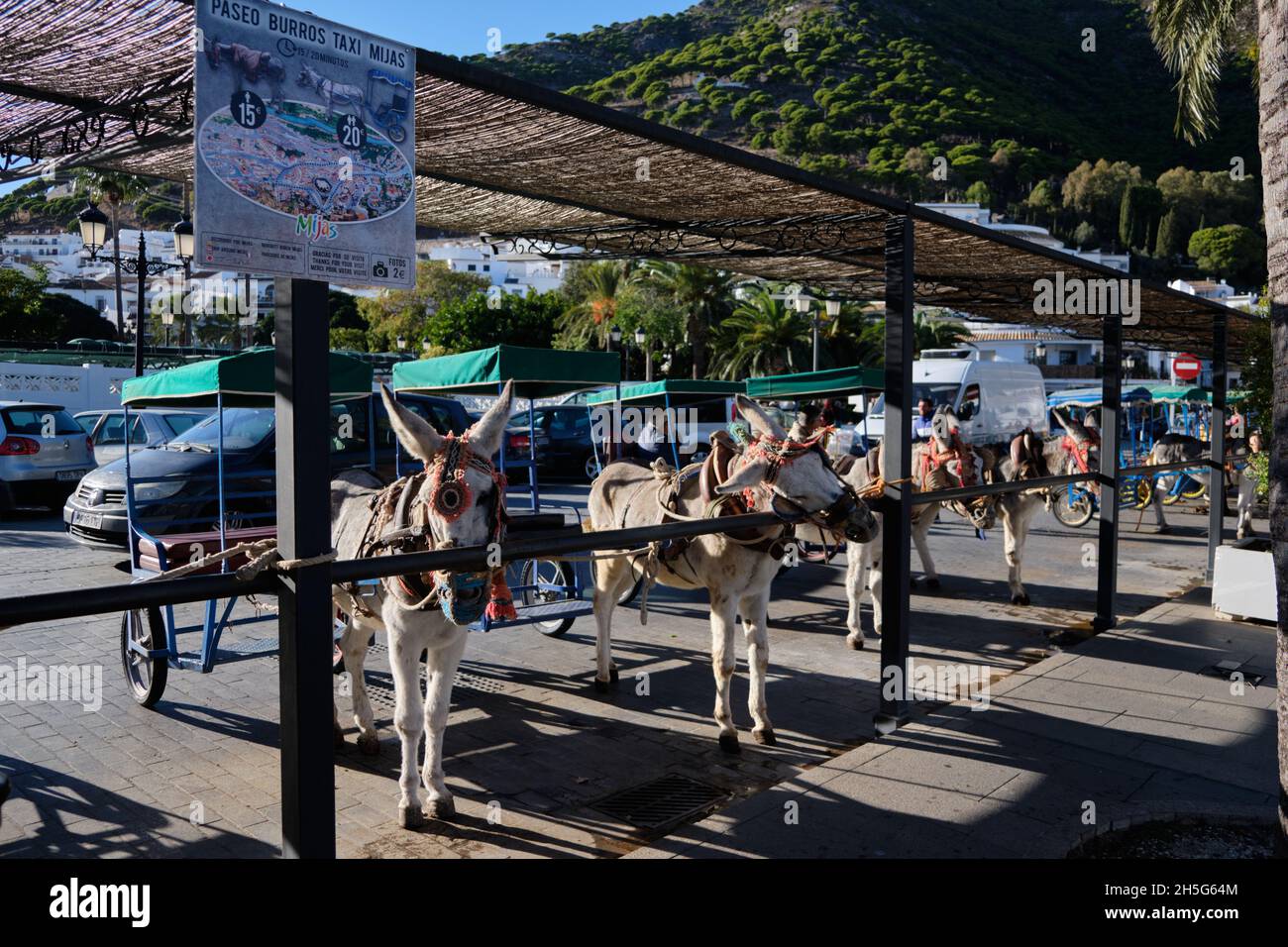 Donkeys - Burro Taxi, Mijas Pueblo, Malaga province, Andalusia, Spain. Stock Photo
