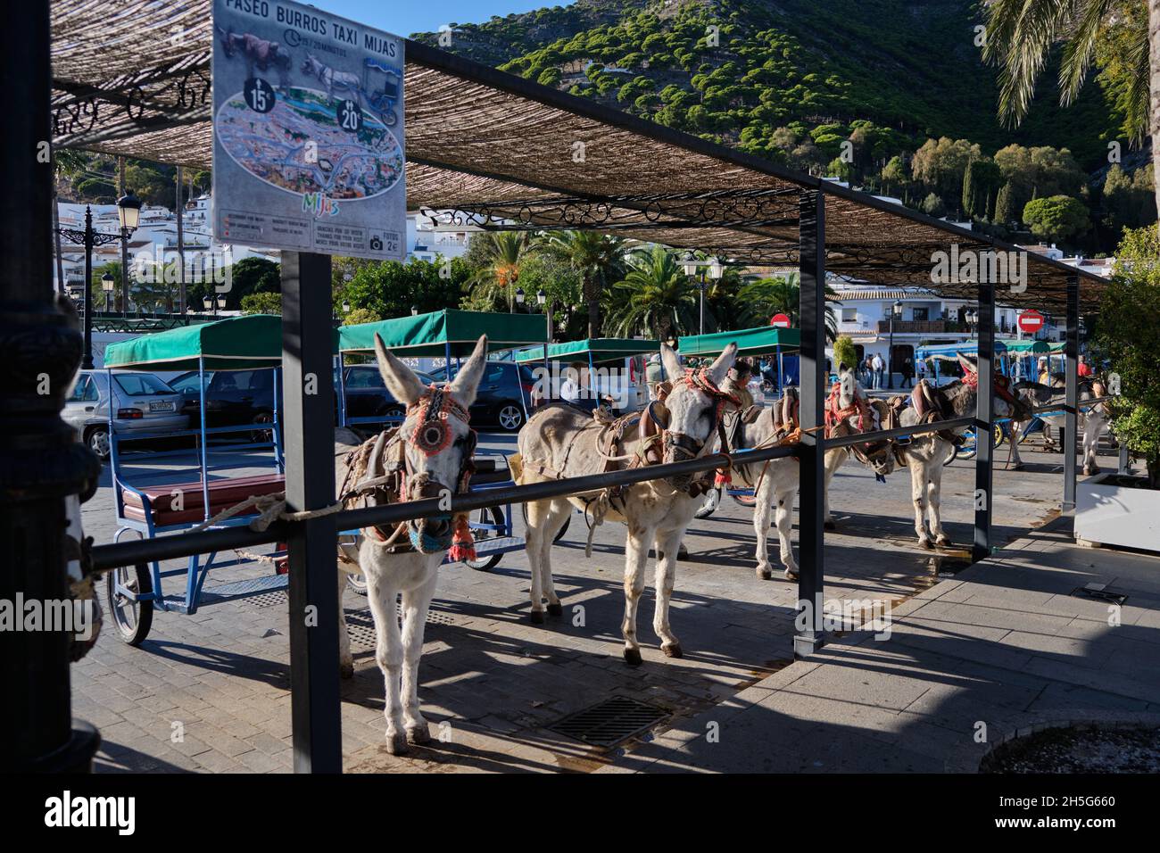 Donkeys - Burro Taxi, Mijas Pueblo, Malaga province, Andalusia, Spain. Stock Photo
