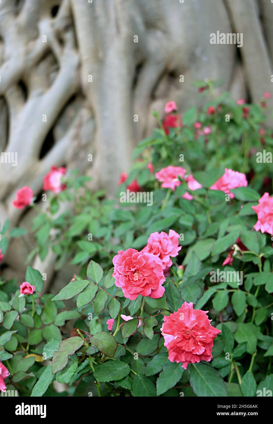 Shrub of Rosa Damascena or Kazanlak Rose with Blurry Big Tree in the Backdrop Stock Photo
