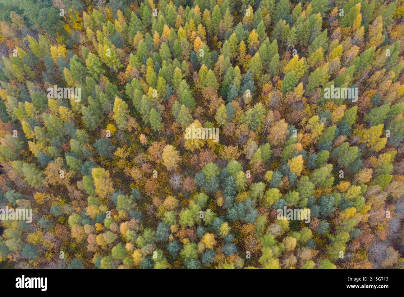 Aerial flight overhead autumn tree hi-res stock photography and images ...