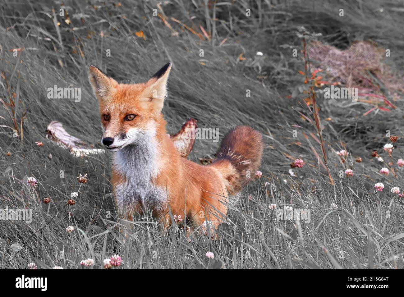 Selective color photo hi-res stock photography and images - Alamy