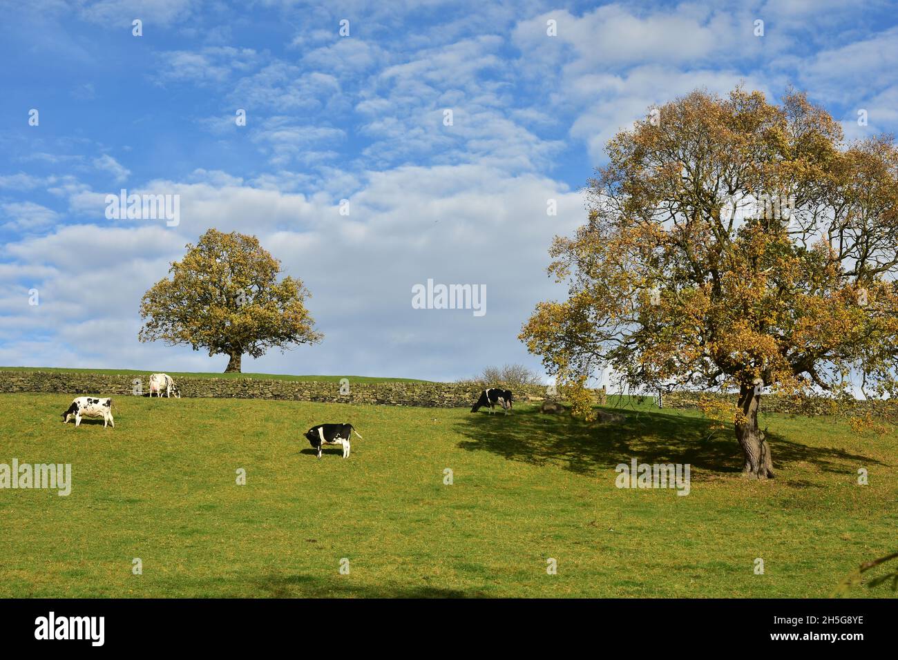 Cows in a field by the Leeds and Liverpool canal at Saltaire, Shipley Stock Photo