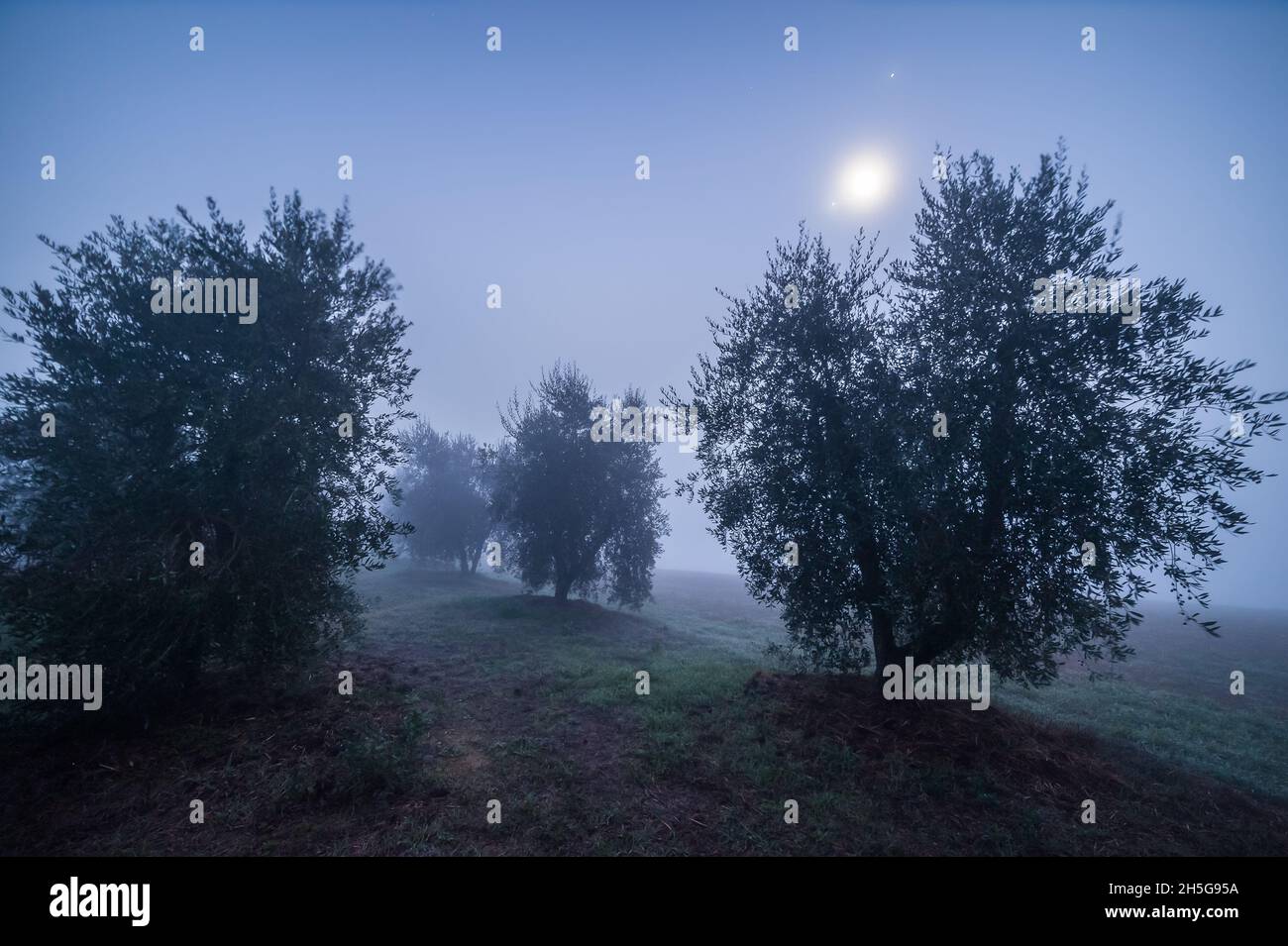 Olive garden at night in fog illuminated by the moon Stock Photo