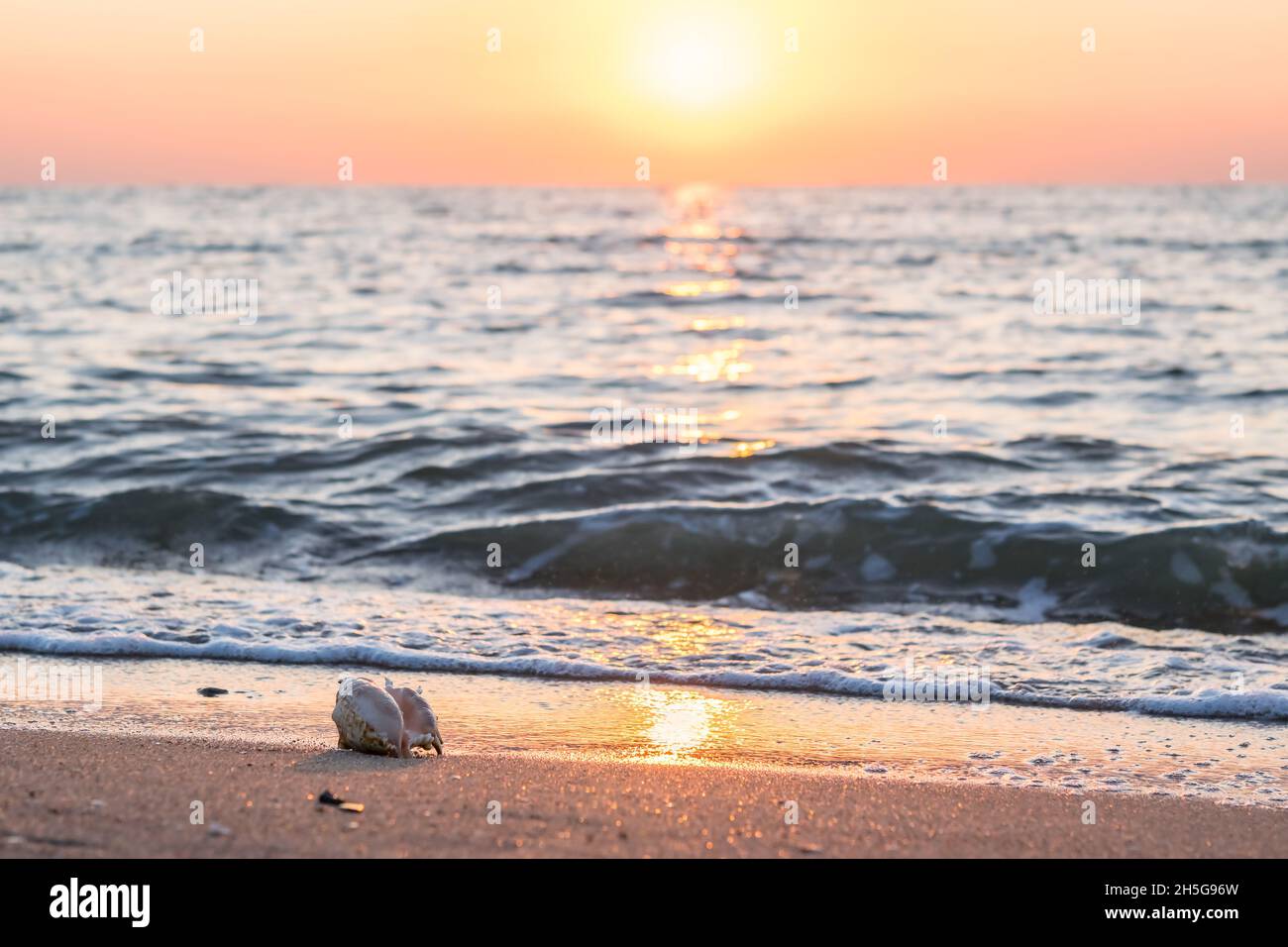 Beautiful seascape with shell on sand and sun in sky, selective focus Stock Photo