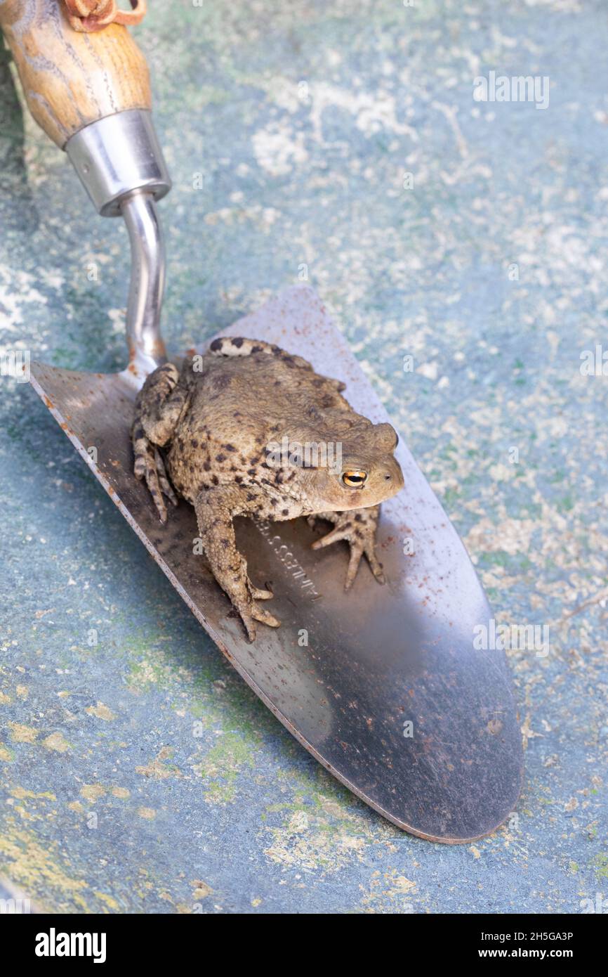 European Common Toad (Bufo bufo). Sitting on a gardener’s trowel. Means of considerate, caring, transfer by gardener to another niche site within area. Stock Photo