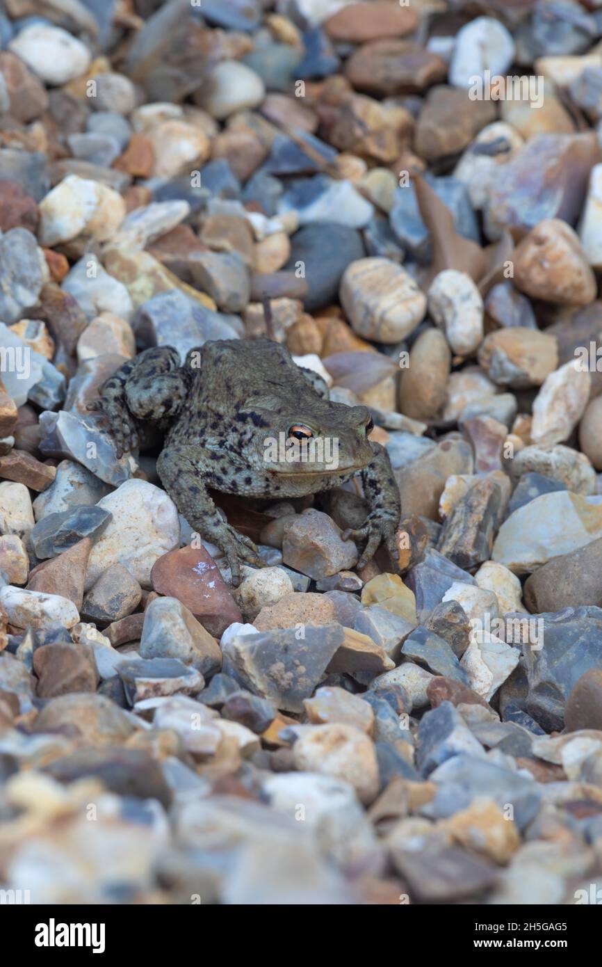 European Common Toad (Bufo bufo). Sitting on a gravel garden footpath in an exposed, vulnerable position. Early evening, crepuscular, activity moving Stock Photo