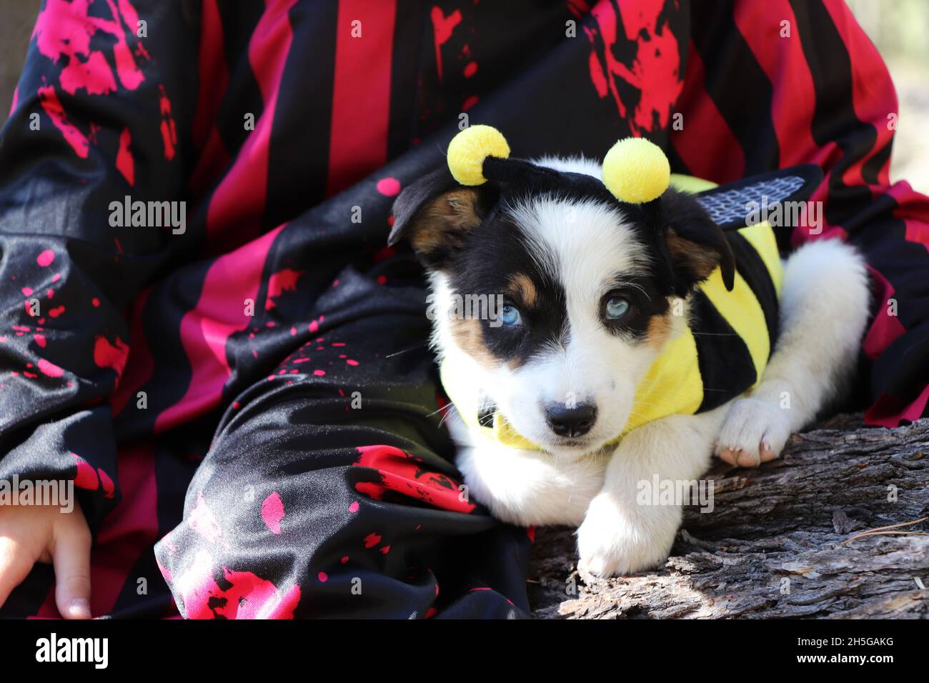 Beautiful Border Collie in Halloween Costume