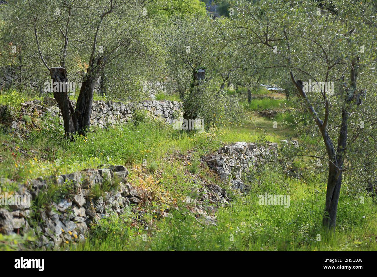 olive tree field, Alpes Maritimes, Cote d'Azur, PACA, France Stock Photo