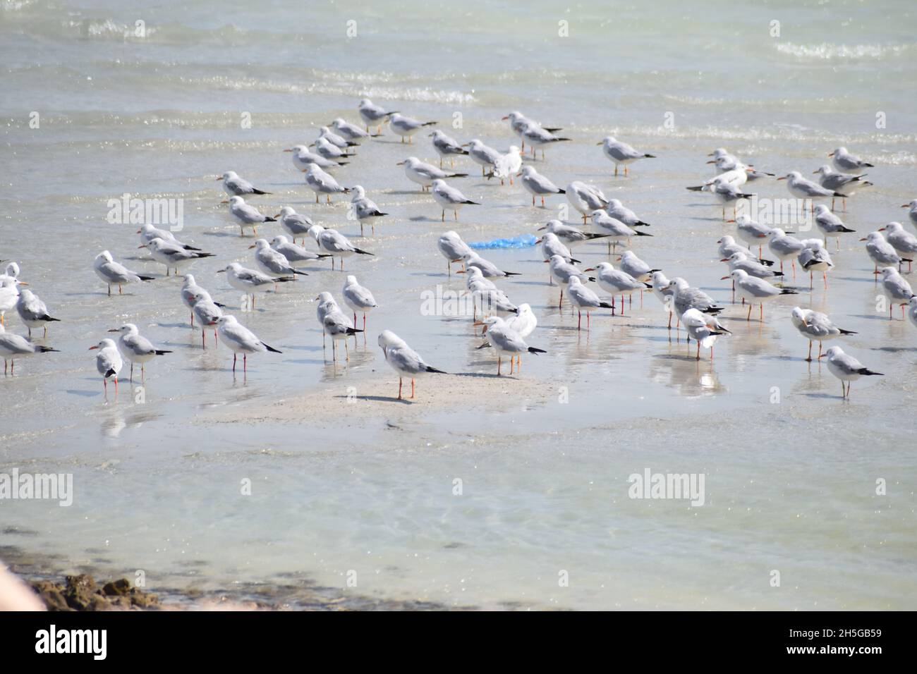 Flock of silver gulls wading by the shore Stock Photo