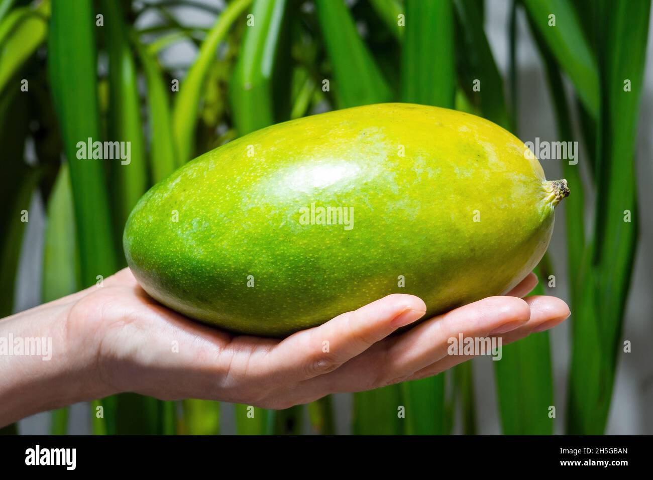 Ripe fresh mango in human hand, woman arm hold yellowish-green fruit on green leaves background. Focus foreground Stock Photo