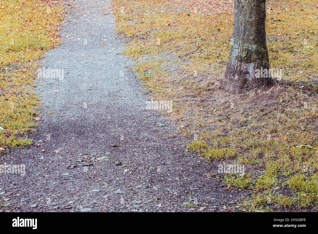 Empty narrow path through the forest Stock Photo - Alamy