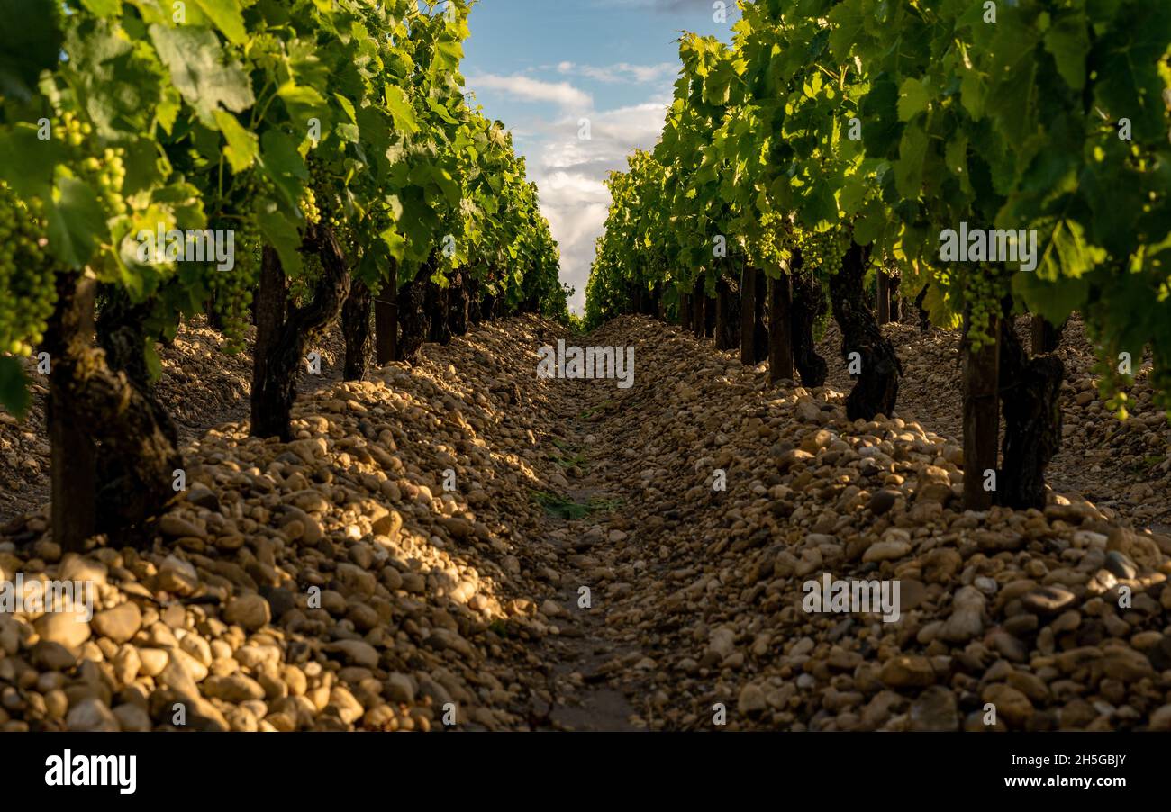 The vineyards and pebbles of Saint Estephe, Bourdeaux Stock Photo Alamy