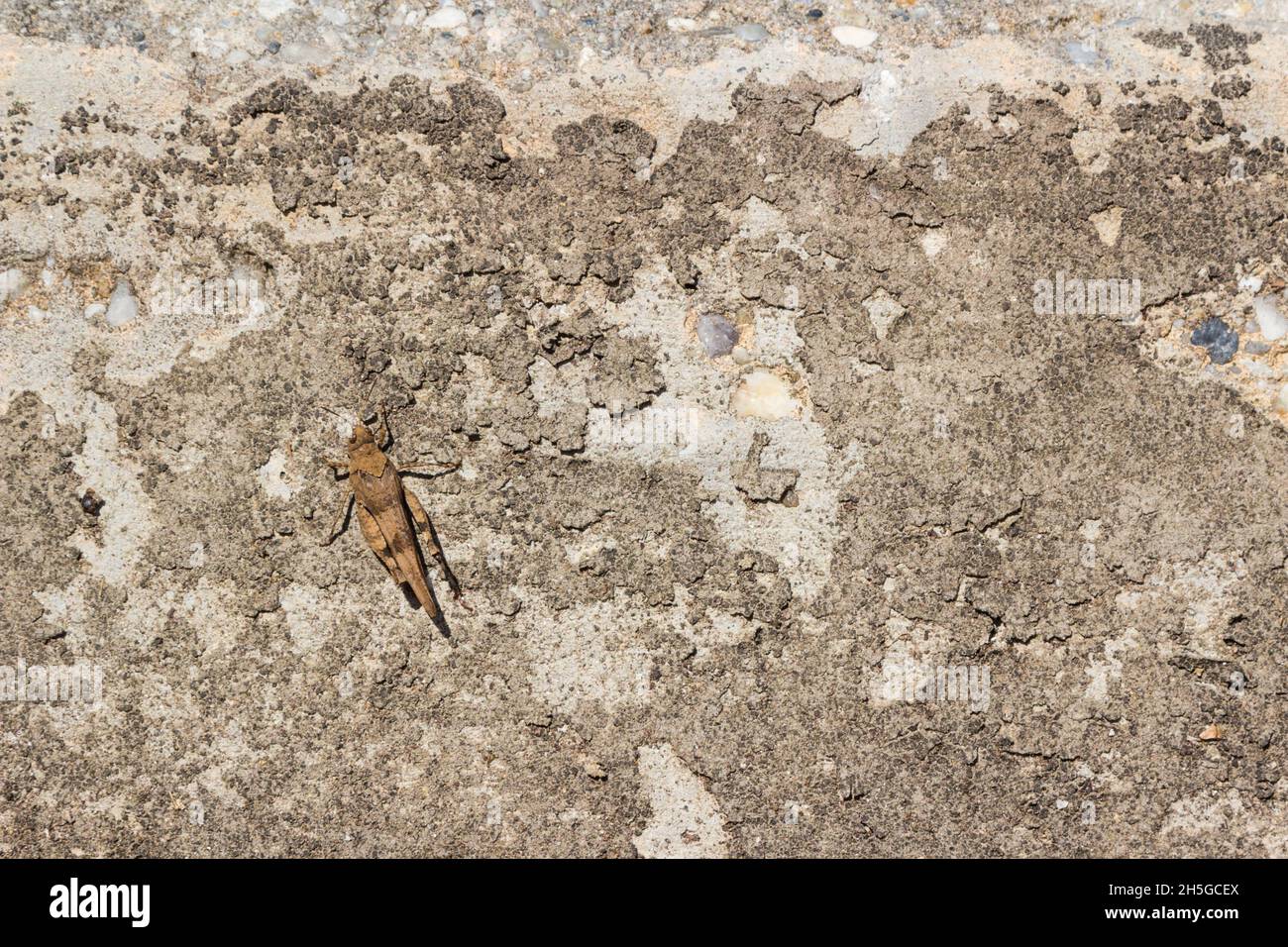 Italian locust Calliptamus italicus camouflaged on concrete wall in autumn, Hungary Stock Photo