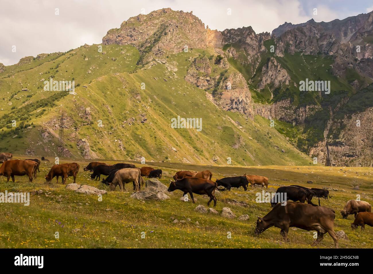 Horned milk cows grazing on a slope covered with wildflowers with the peaks of the lower caucuses behind them Stock Photo