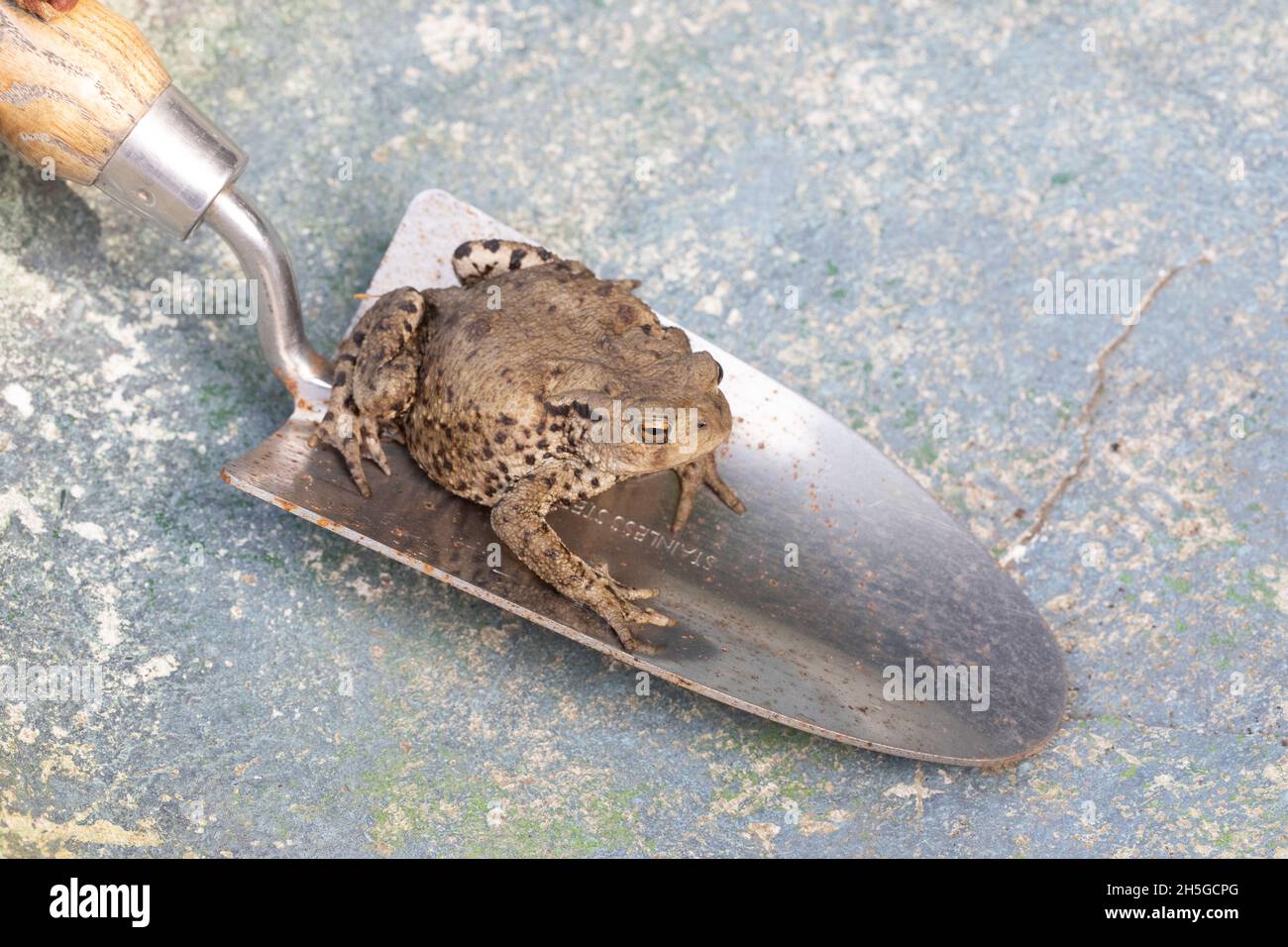 European Common Toad (Bufo bufo). Sitting on a gardener’s trowel. Means of considerate careful transfer to alternative niche site within garden area. Stock Photo