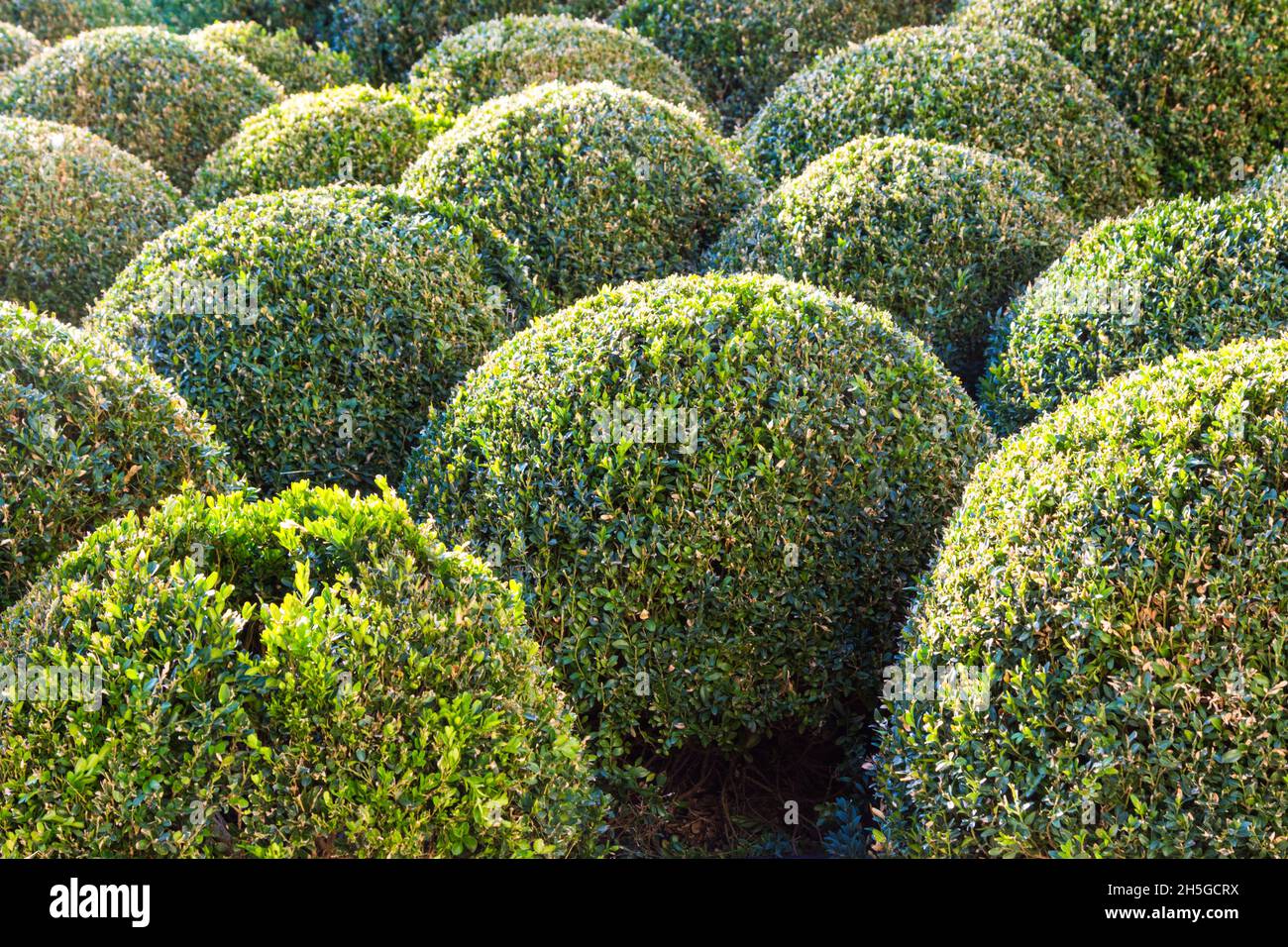 Clipped box plant spheres Buxus sempervirens shrubs Stock Photo