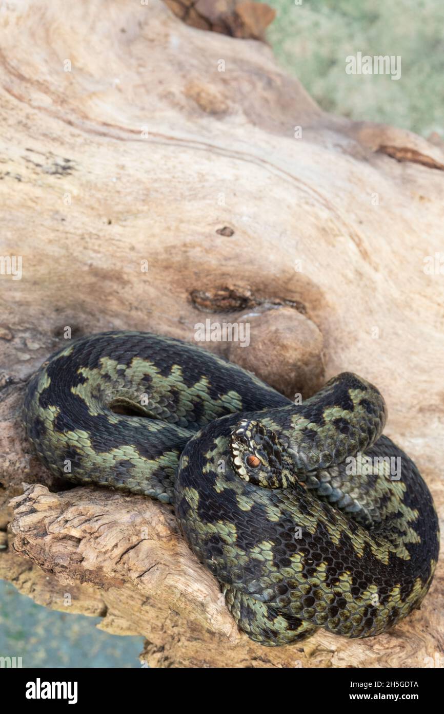 Adder, Norther Viper (Vipera berus). Activity, thermoregulation, behaviour, daily, seasonal,  preferred, temperature required, needed, food, digestion Stock Photo