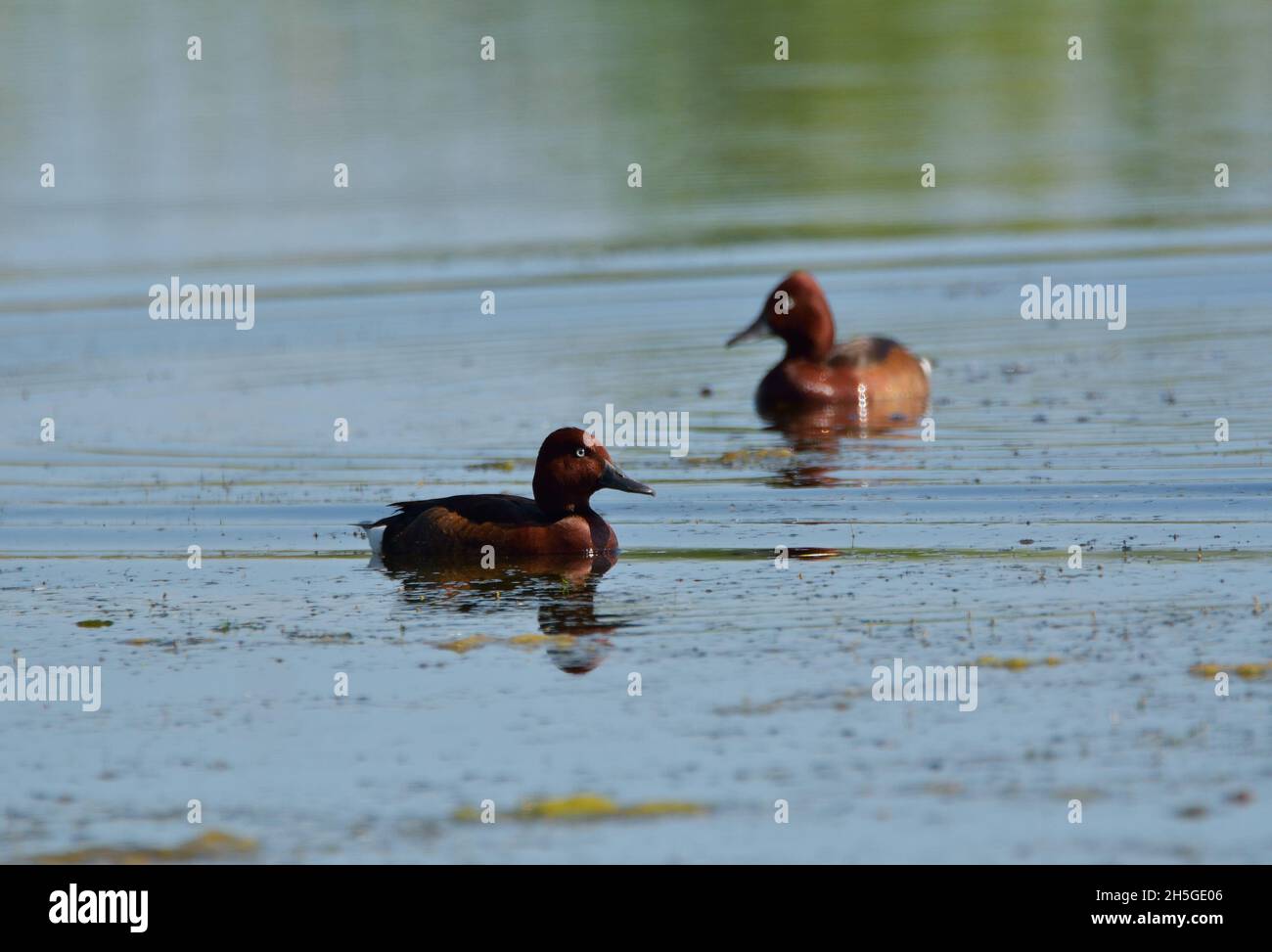 Ferruginous ducks (Aythya nyroca) on the water surface in the pond Stock Photo