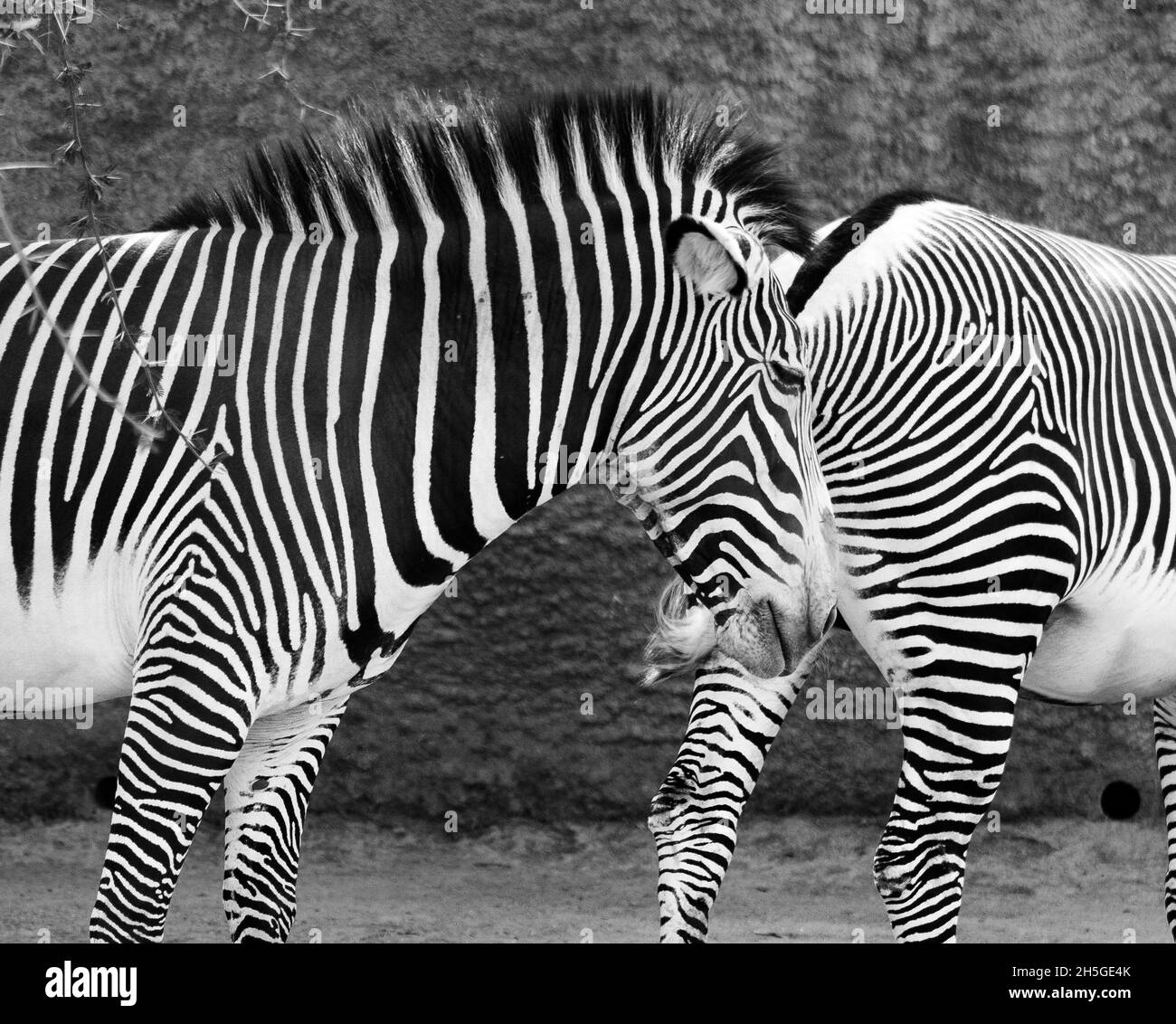 View of beautiful zebras in grayscale Stock Photo Alamy