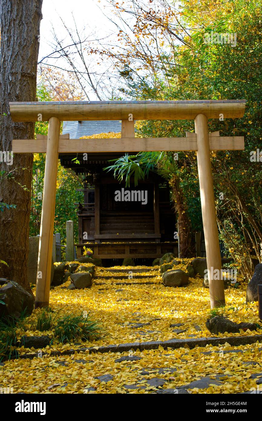 Vertical shot of a wooden gate and yellow fallen leaves on the ground ...