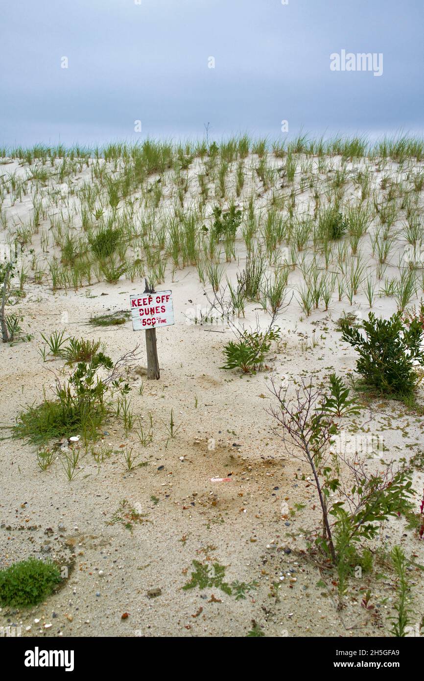 Keep Off Dunes reads a sign on new sand dune with freshly planted dune grass on Long Beach Island, NJ, USA Stock Photo