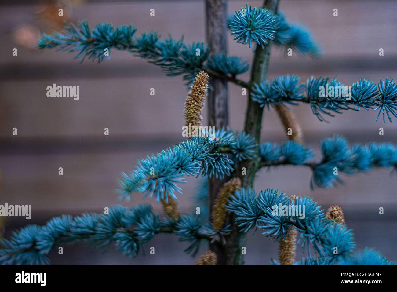 Silver pine tree hires stock photography and images Alamy