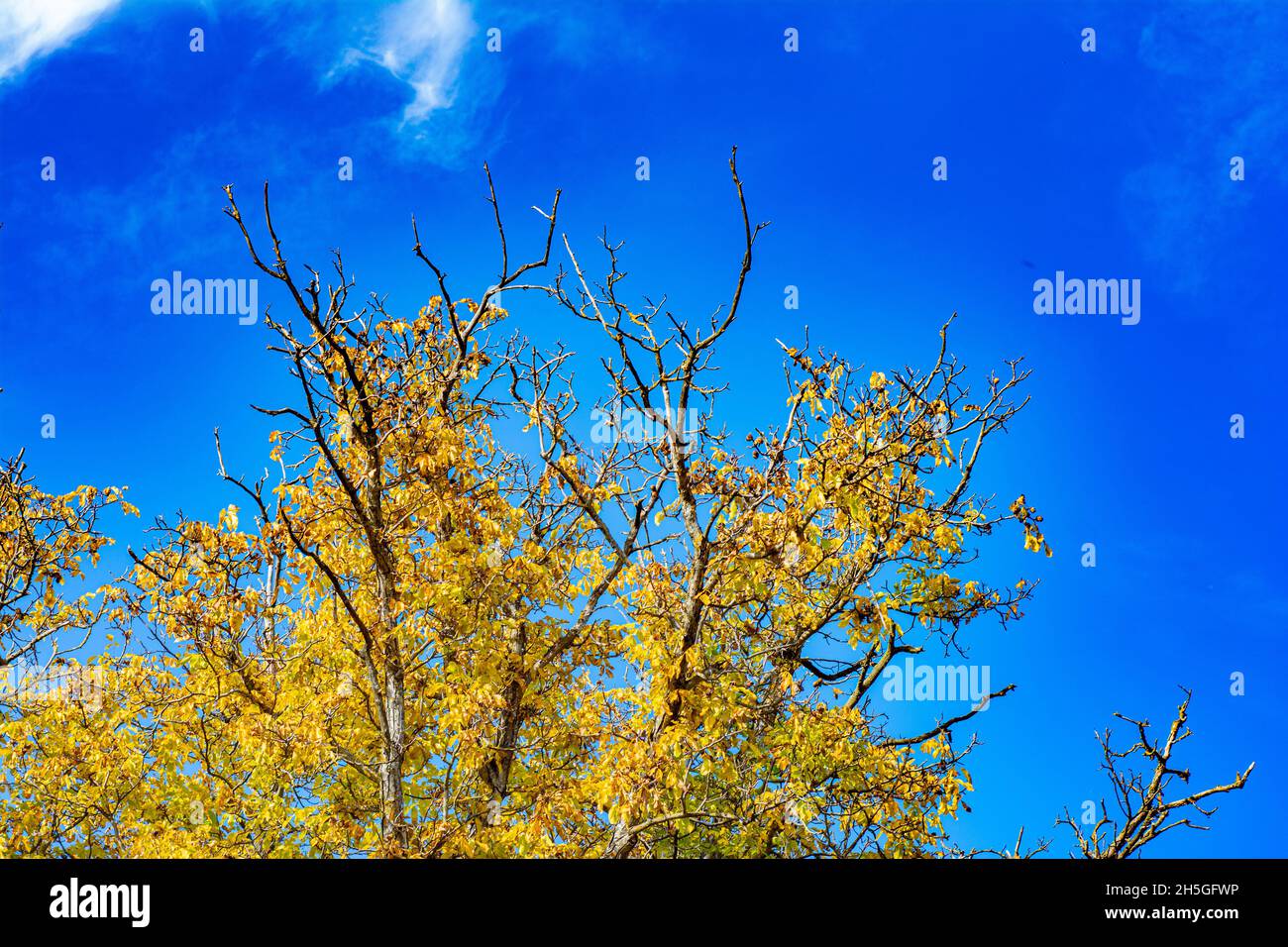 Golden yellow autumn leaves of birch on a background of blue sky ...