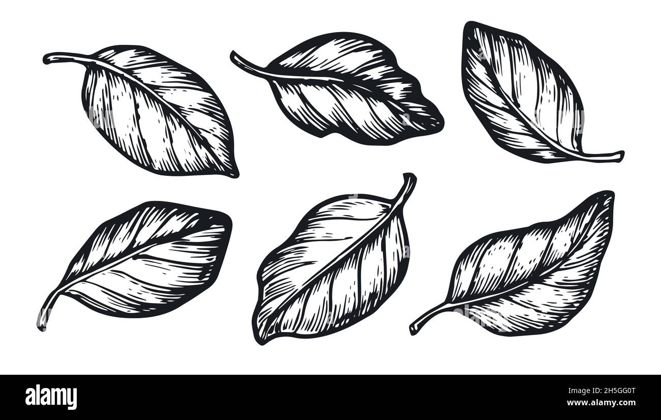 Hand drawn set of different leaves. Floral elements vector sketch Stock Vector