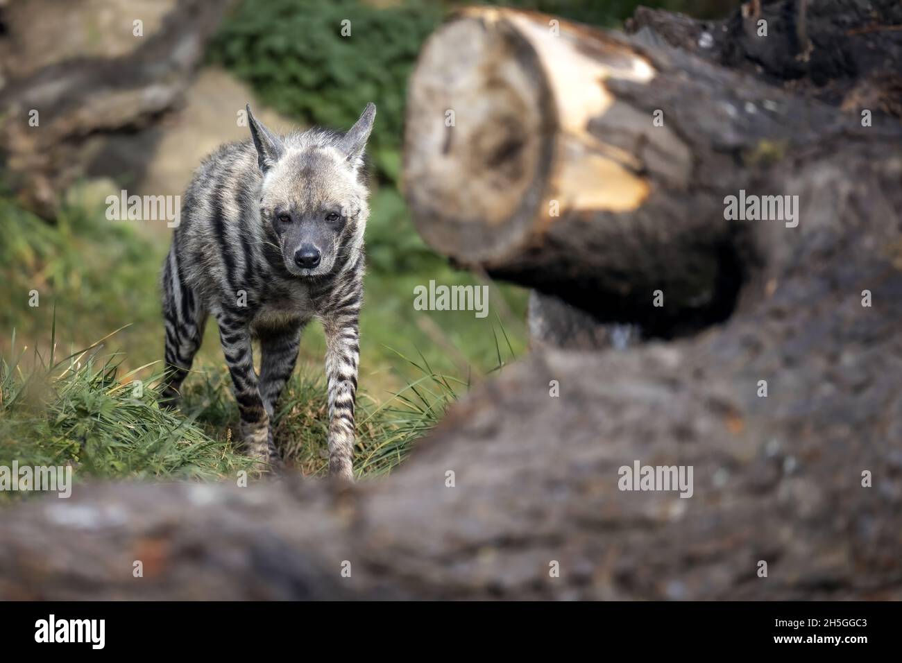 The hyena walks in its territory. Stock Photo