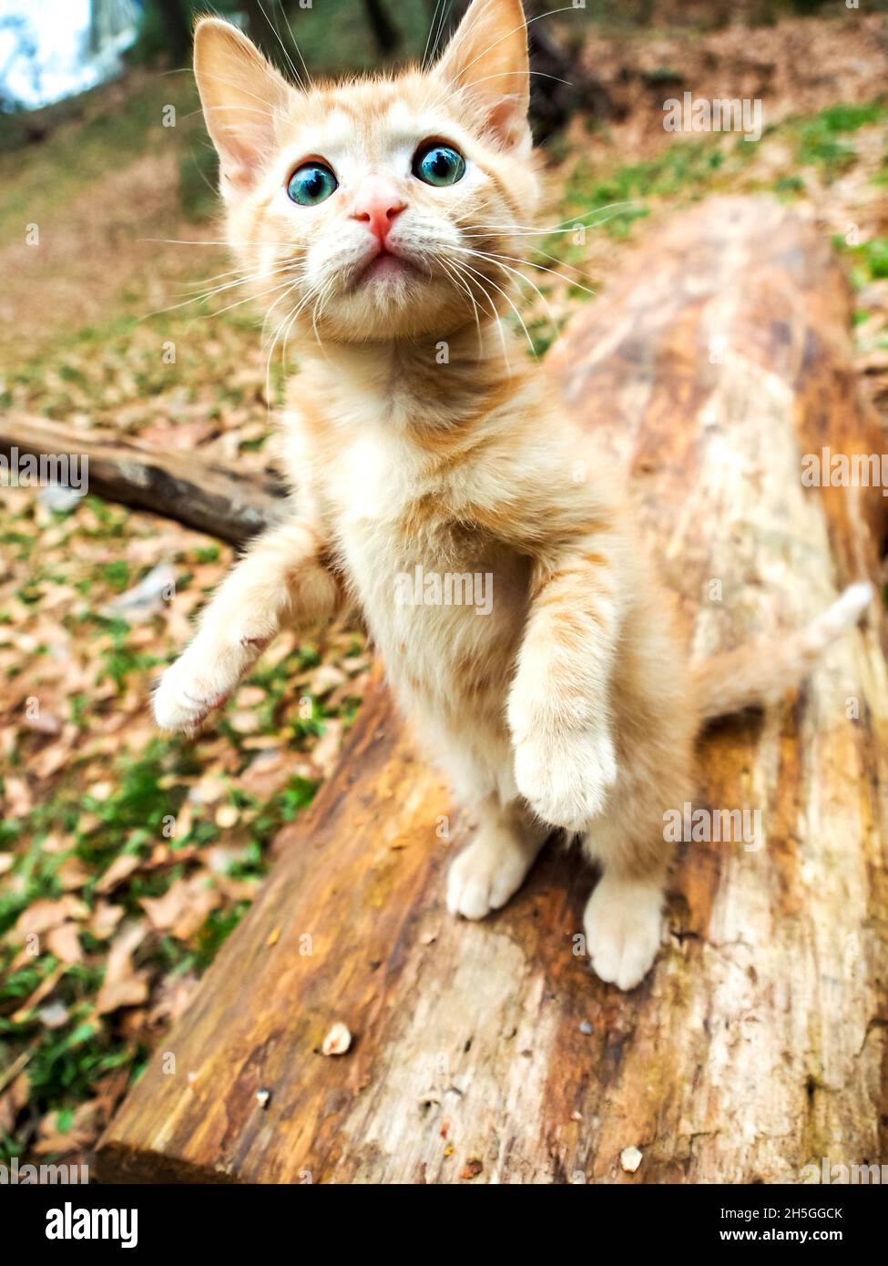 Kitten standing up on log, big round eyes, outdoors Stock Photo