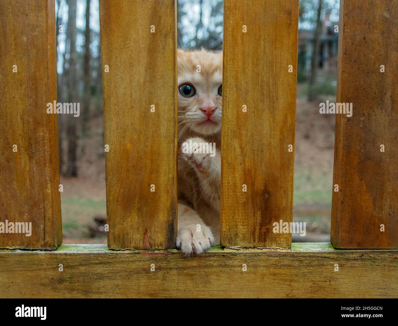 Ginger kitten reaching paw between slats of a wood park bench, looking at camera, pleading Stock Photo