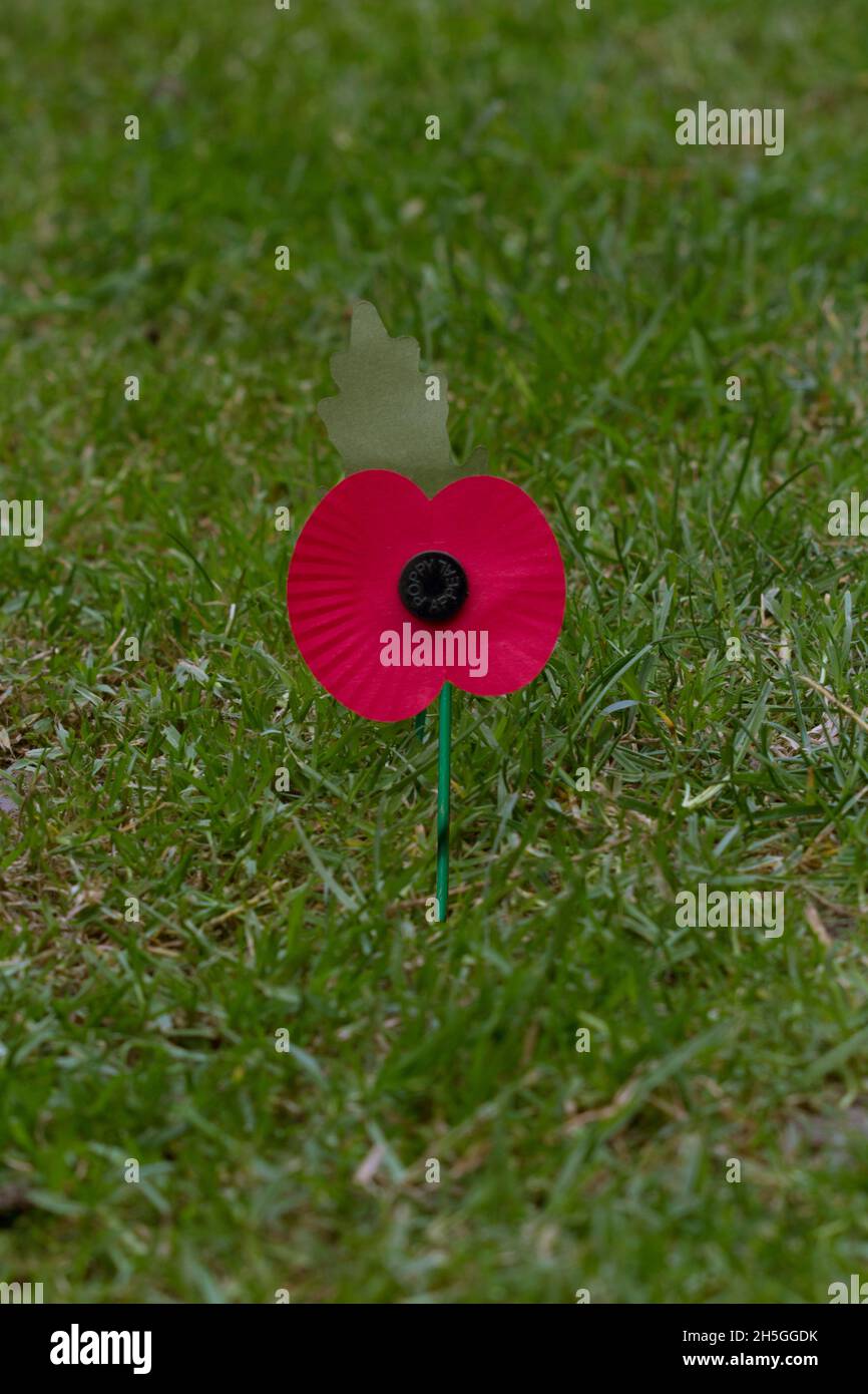 Armistice Poppy in Field Stock Photo