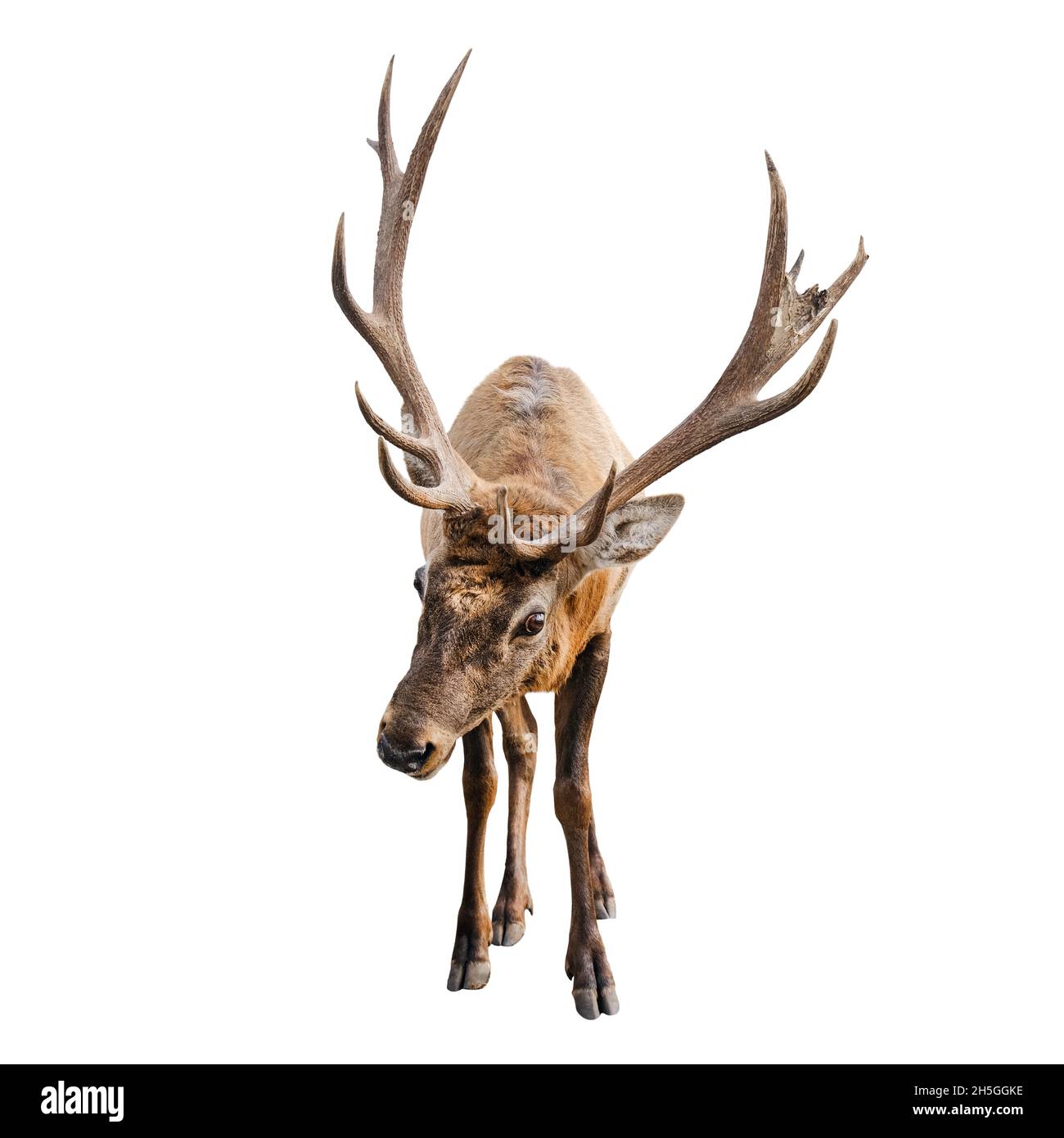 The red deer with huge horns is isolated on white background. Red deer