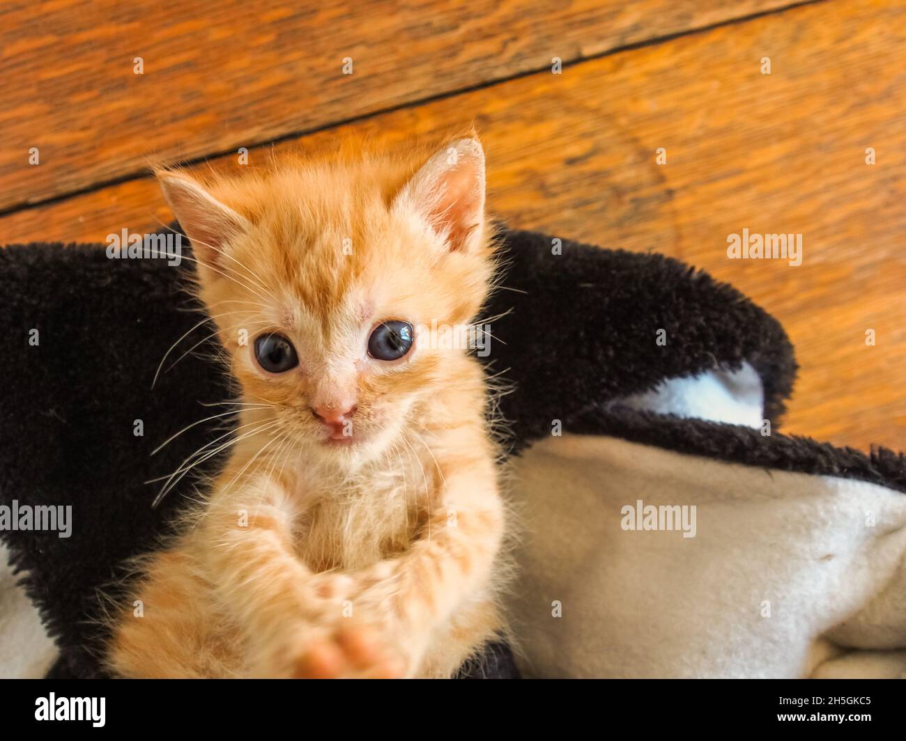 Ginger kitten looking deep in thought, paws together laying on back, looking down Stock Photo