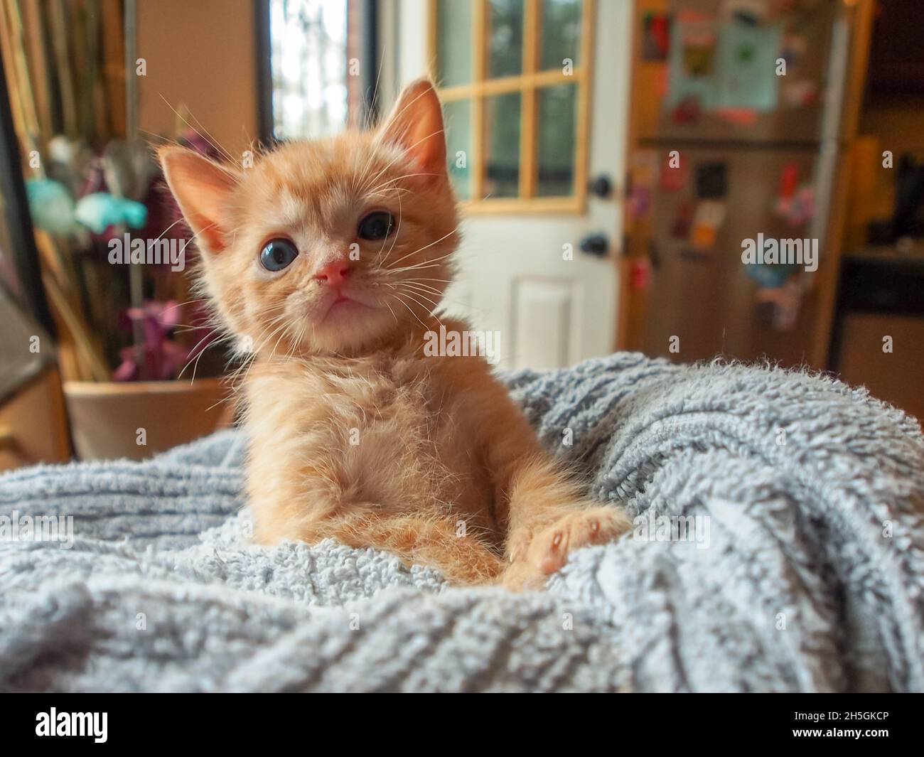 Ginger kitten sitting up like a person while wrapped in a blue towel Stock Photo