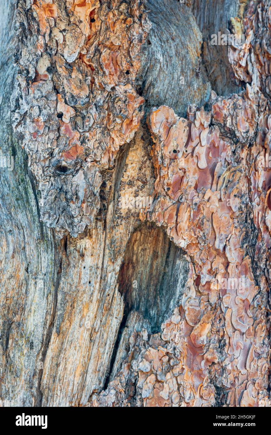 Closeup bark detail of woodpecker nesting cavity pecked out of old Ponderosa Pine Tree, (Pinus ponderosa scopulorum), Castle Rock Colorado USA. Stock Photo