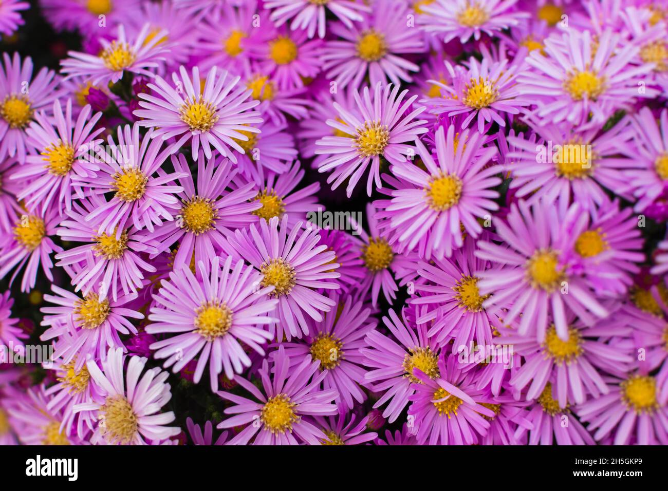Symphyotrichum pink close-up. Beautiful bright purple autumn flowers bloomed in the garden. Natural floral macro background. Textured full frame. The Stock Photo