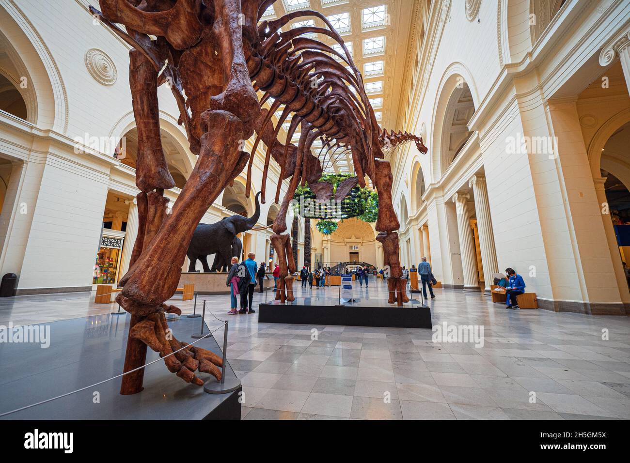 Field museum chicago dinosaur hi-res stock photography and images