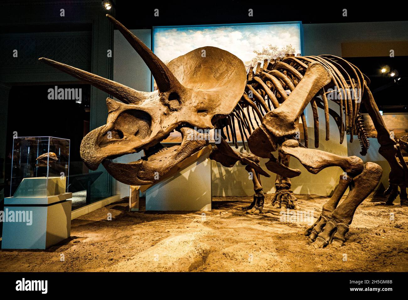 View of a fossil of a chunky Triceratops at the Evolving Planet evolution exhibition at the Field Natural History Museum in Chicago, IL, USA Stock Photo