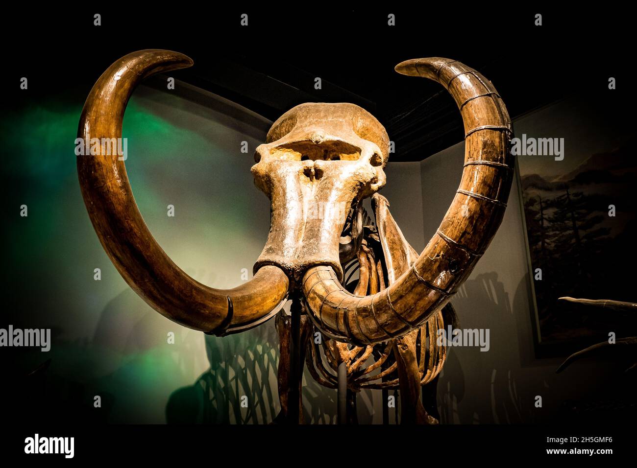 Alaskan Fossils Mammoth Skulls
