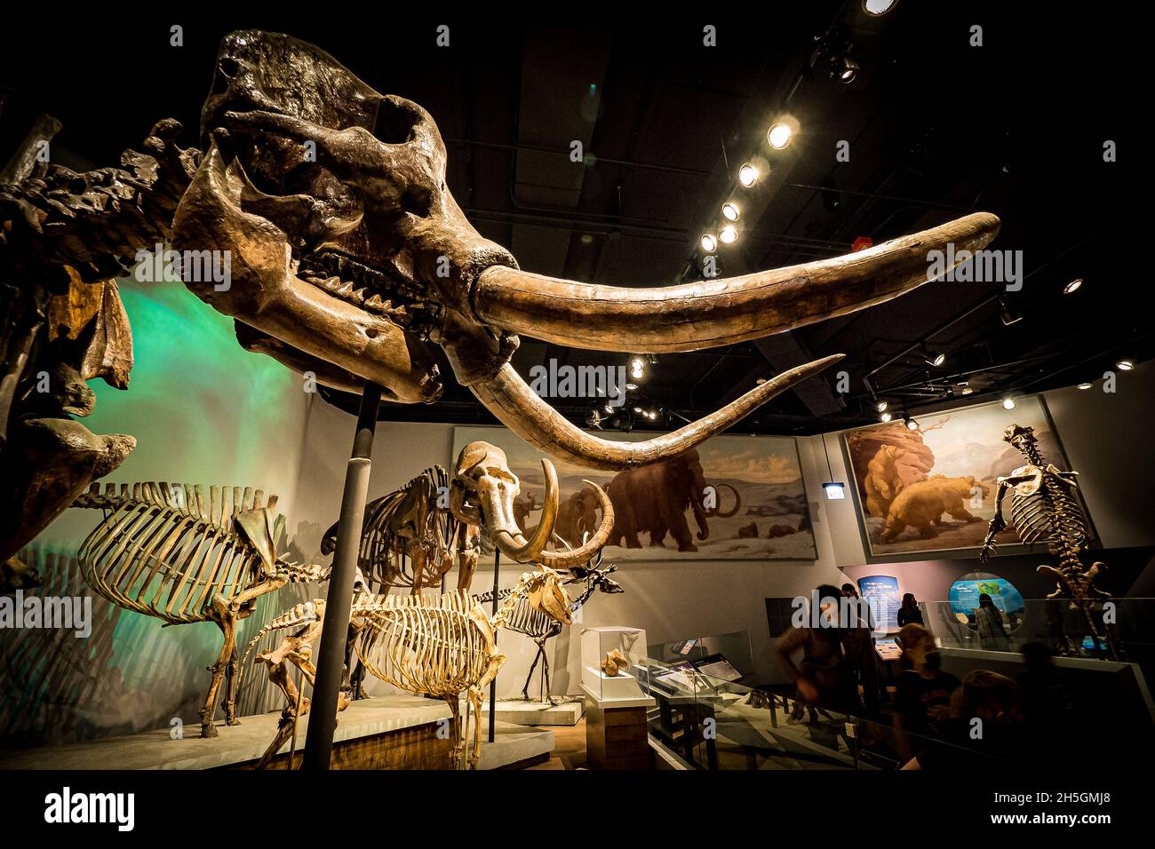 Mastodon skeleton and other fossils of the Ice Age at the Evolving