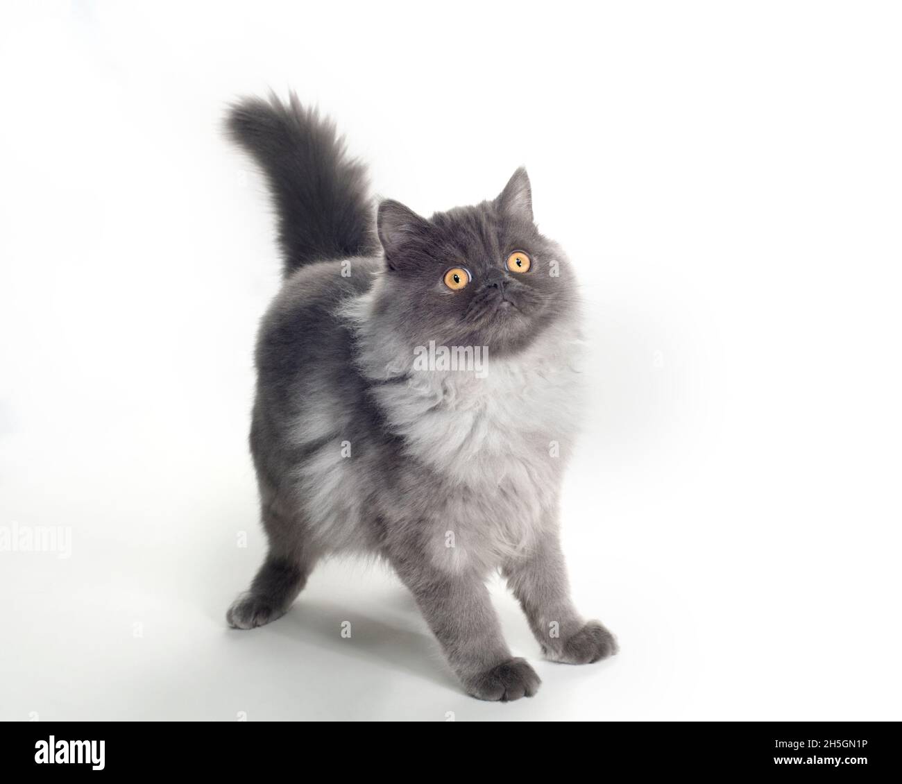 Adorable fluffy grey kitten posing on a white background. Stock Photo