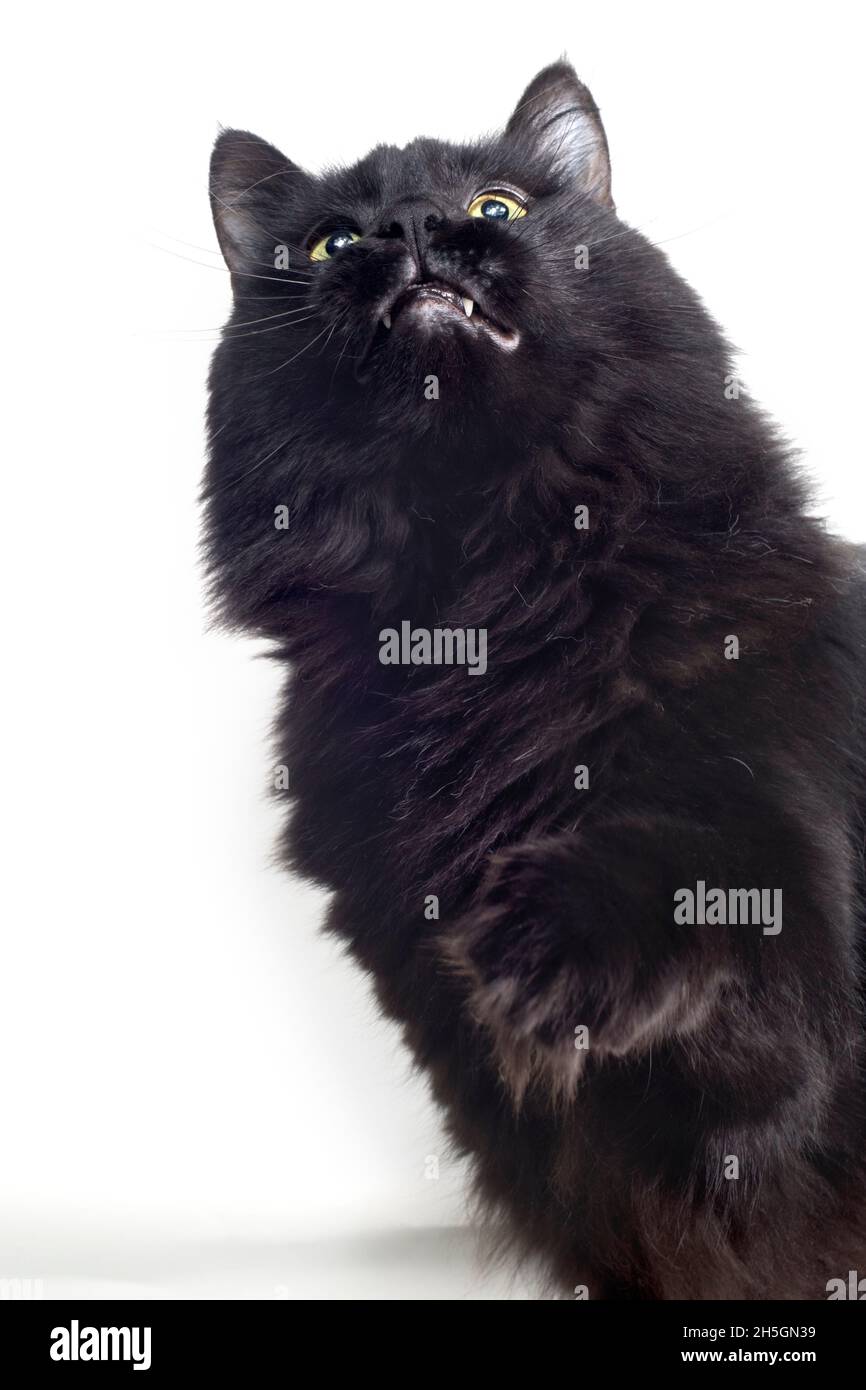 Funny cute black cat looking up with one paw raised. Stock Photo