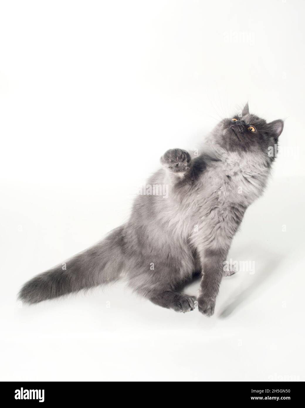 Cute playing grey ragamuffin cat twisting and looking up. Stock Photo