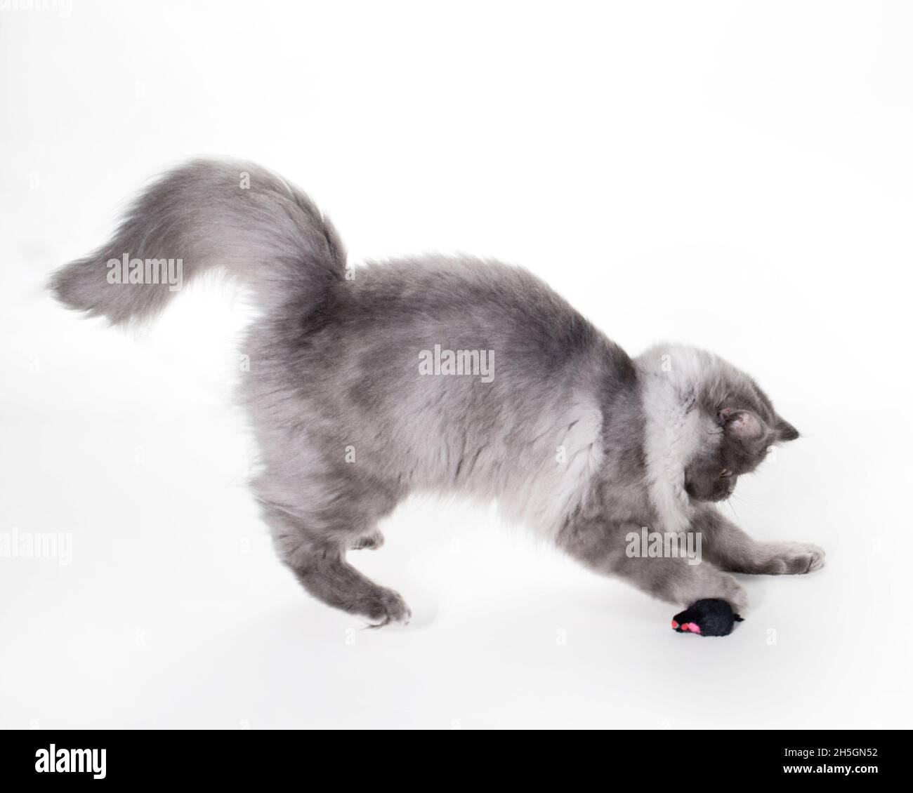 Cute young grey smoke ragamuffin cat playing with a toy mouse. Stock Photo