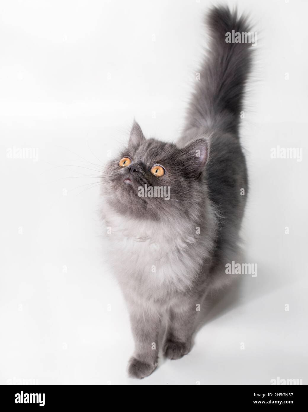 Cute long haired grey cat walking towards the camera looking up. Stock Photo