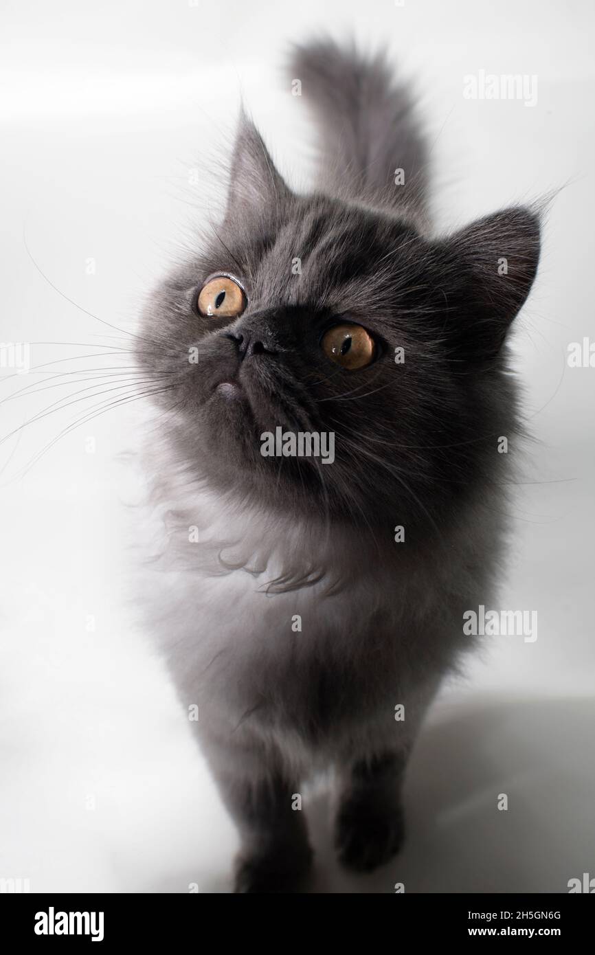 Cute photo of a young long haired grey cat walking towards the camera looking curious. Stock Photo
