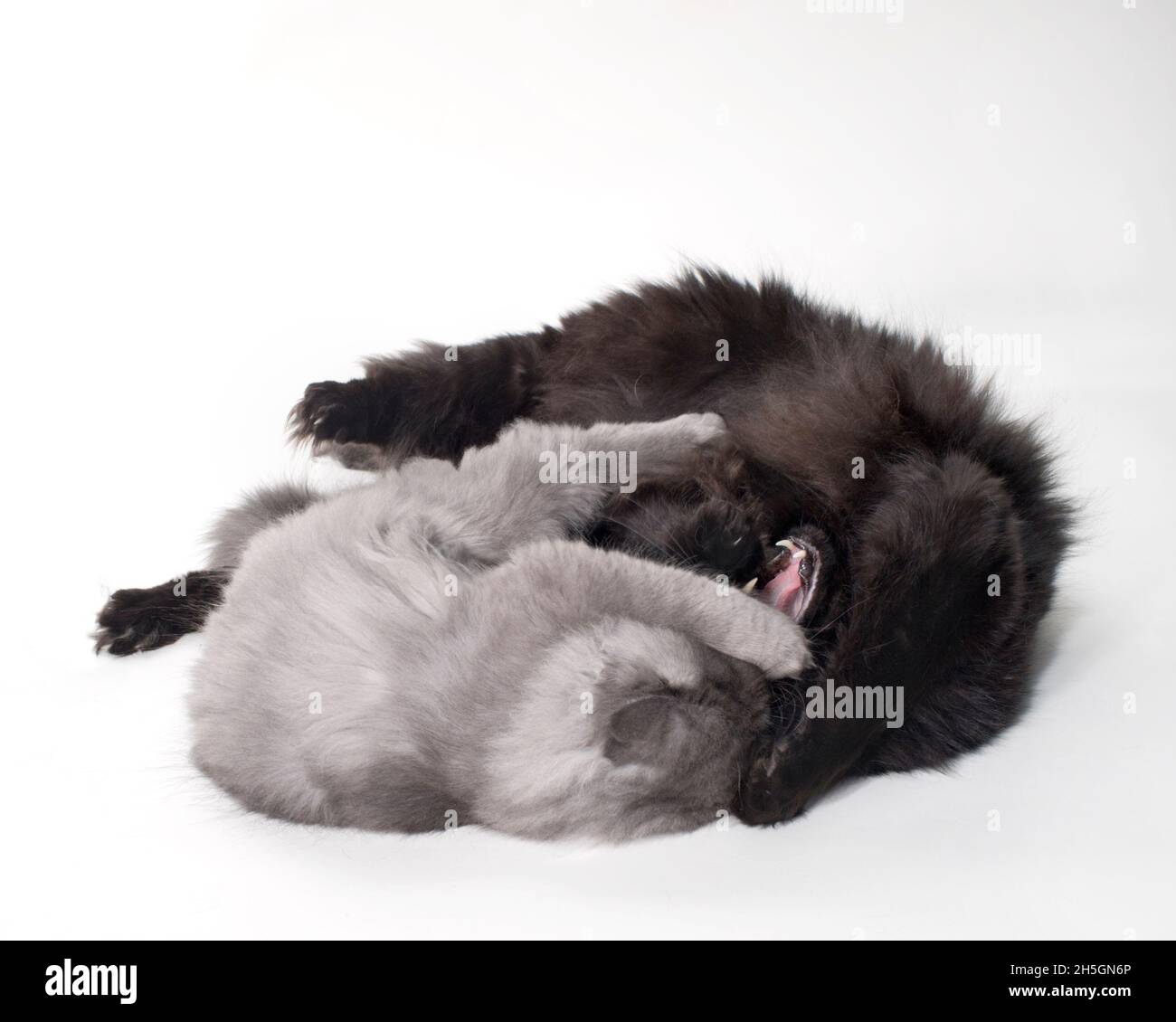 Two long haired grey cats playfully wrestling with each other. Stock Photo