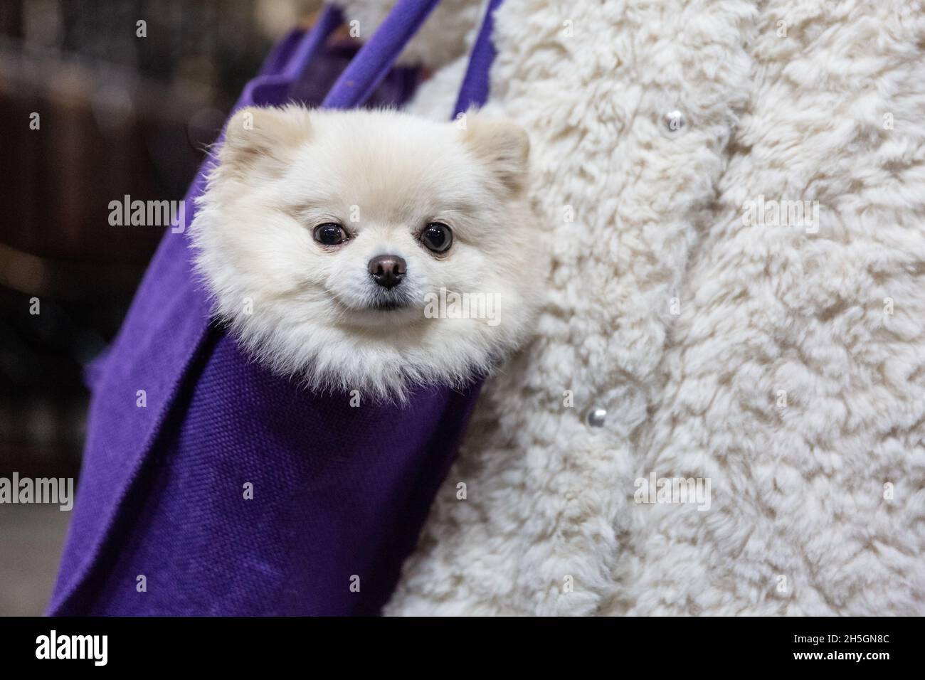 White Pomeranian Puppy High Resolution Stock Photography And Images Alamy